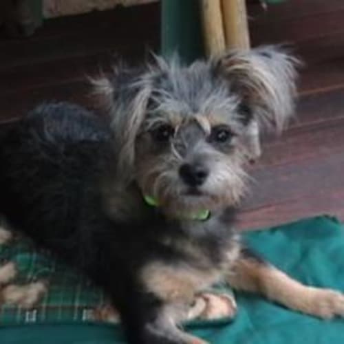 Chubacca (Chewy)