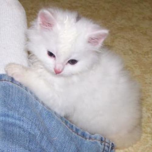 Casper On Hold