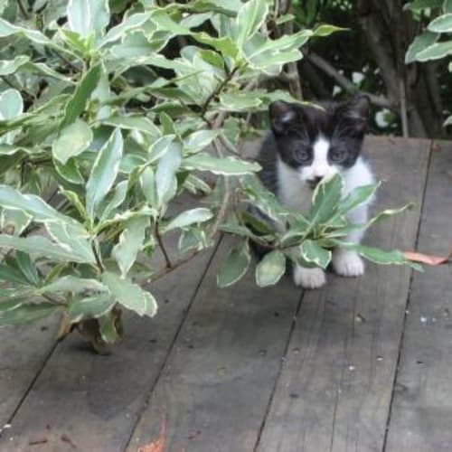 Smudge