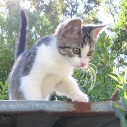 Tabitha