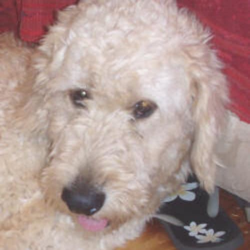 Denis