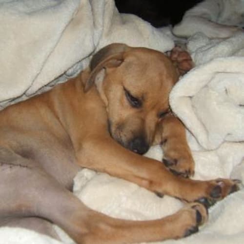 No photo for Beau