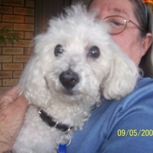 No photo for Pip The Poodle