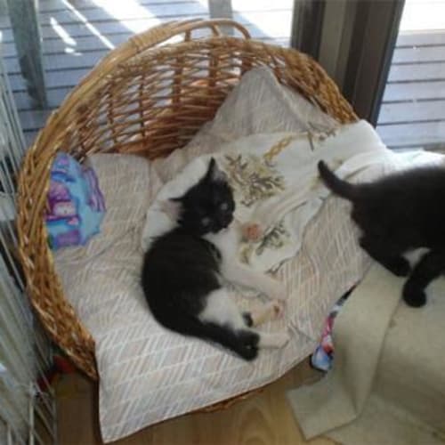 No photo for Kittens