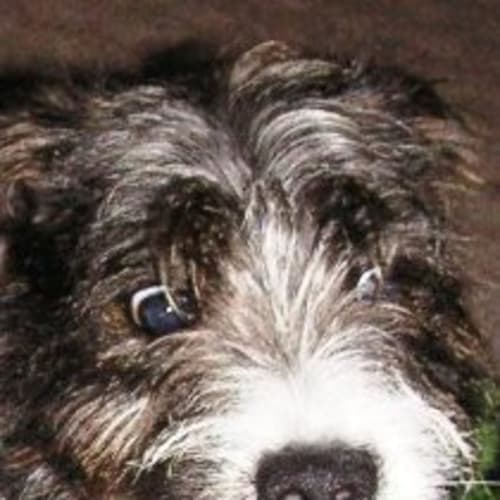 No photo for Elmo, **Now Adopted**