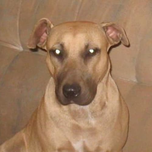 Honey Only Has Till Wednesday 29/5/07