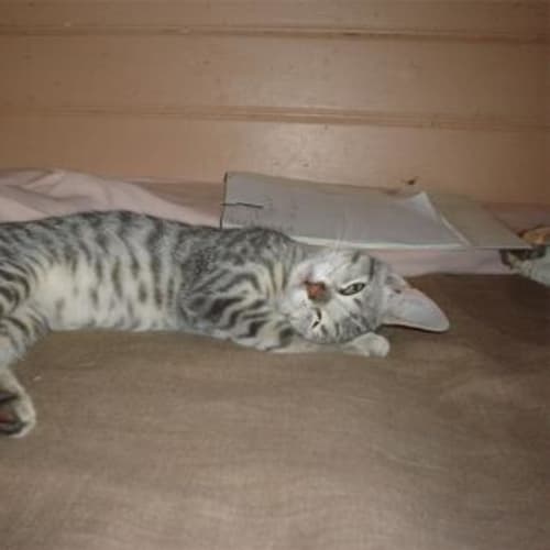 No photo for Tiger