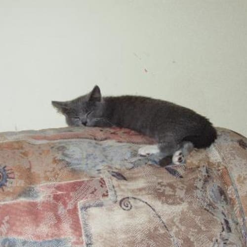 No photo for Sherbert