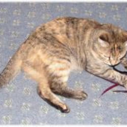 No photo for Tiger Lily