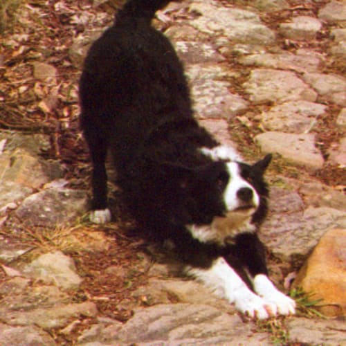 No photo for Cobber
