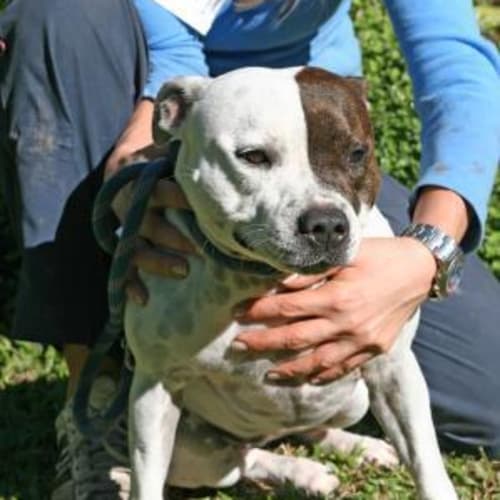 No photo for Pollywaffle