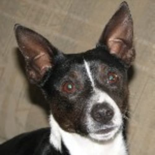 No photo for Ringo