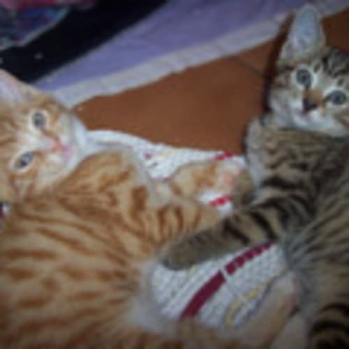 No photo for Kittens