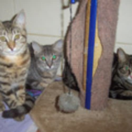 No photo for Kittens