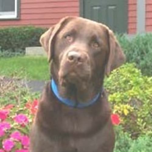 No photo for Caramello