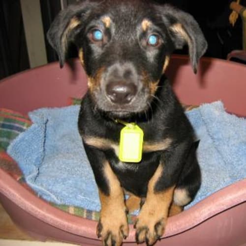 No photo for *On Trial* Rocky