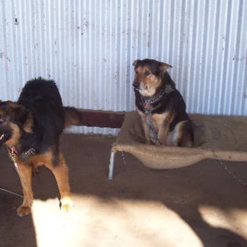 No photo for Shep And Diesel