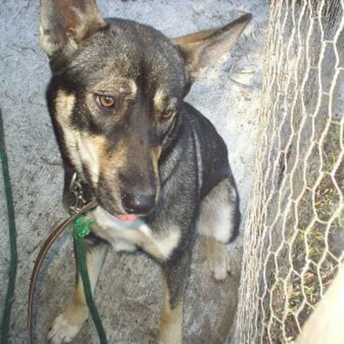 No photo for Pebbles