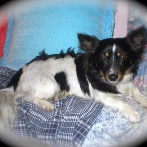 No photo for Frankie