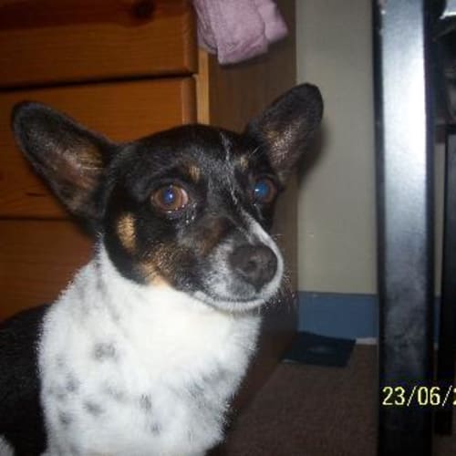 No photo for Dom * On Trial *