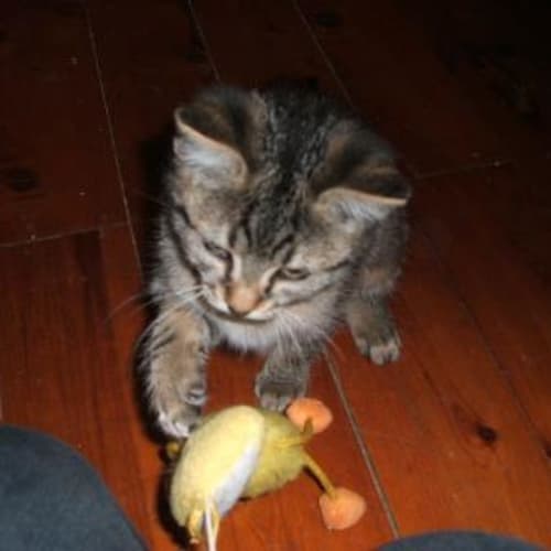 No photo for Fifi