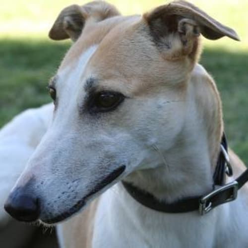 No photo for Patches