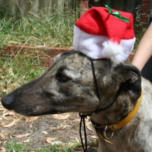 No photo for Frankie