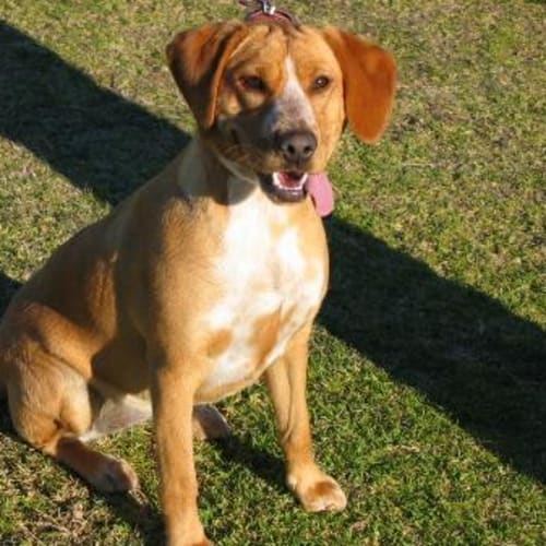 No photo for Bella * On Trial *