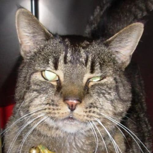 No photo for Oscar   Give This Old Boy A 2nd Chance!