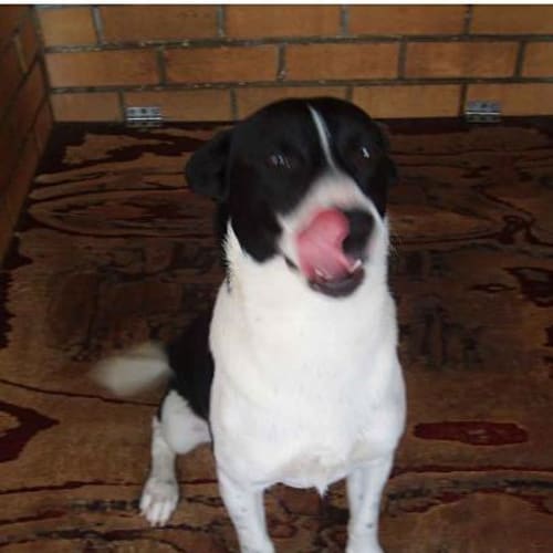 No photo for Buddy