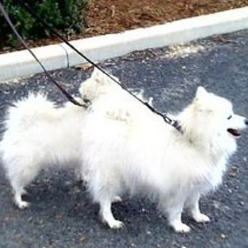 No photo for ** On Trial **Bonnie And Clyde Male And Female
