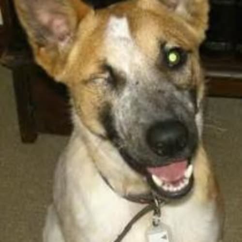 No photo for *Adoption Pending* Wickett