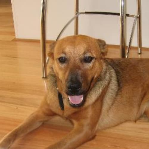 No photo for Molly ** On Trial**