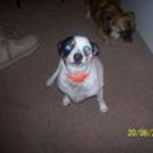 No photo for **On Trial*** Penny Pie