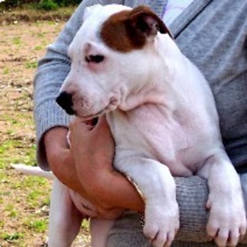 No photo for Patch   On Trial