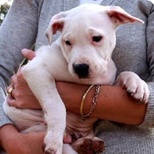 No photo for Flash   On Trial