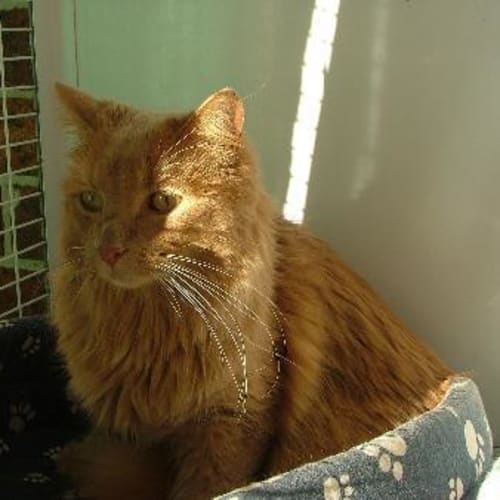 No photo for Baggins