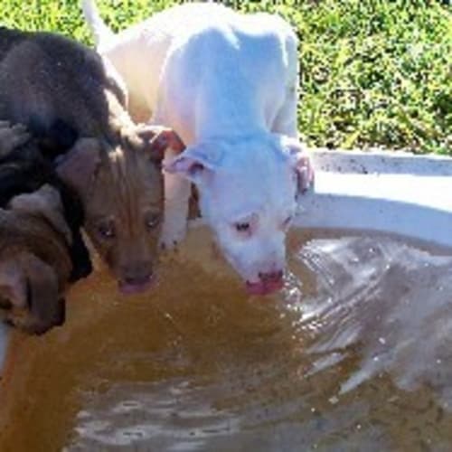 No photo for Spirit   On Trial