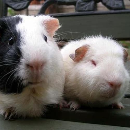 No photo for Pig Pig And Bobby