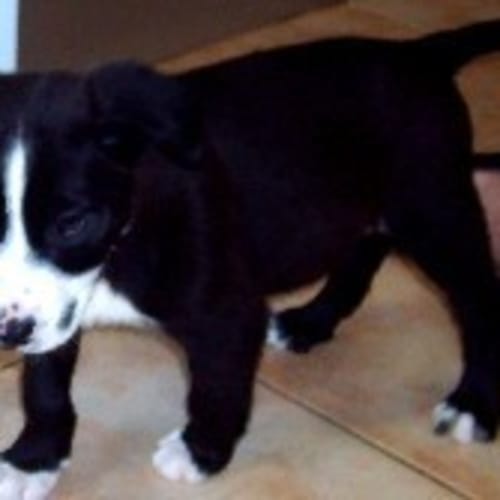 No photo for Rusty   On Trial