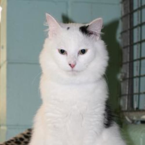 No photo for Slovenko