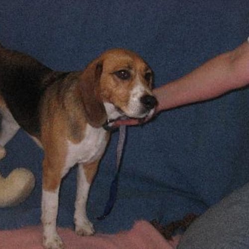 No photo for Buttercup