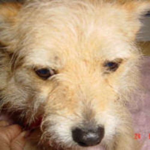 No photo for Cherry Ripe