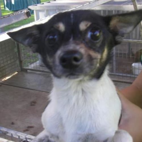 No photo for Jiminy Cricket