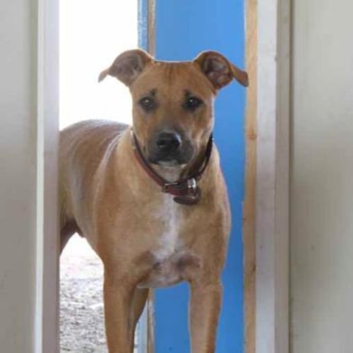 No photo for Shakira