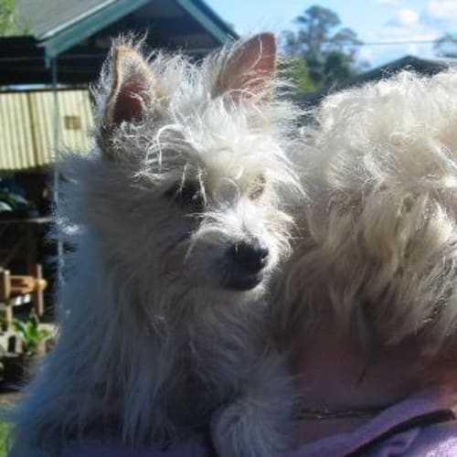 No photo for Blondie