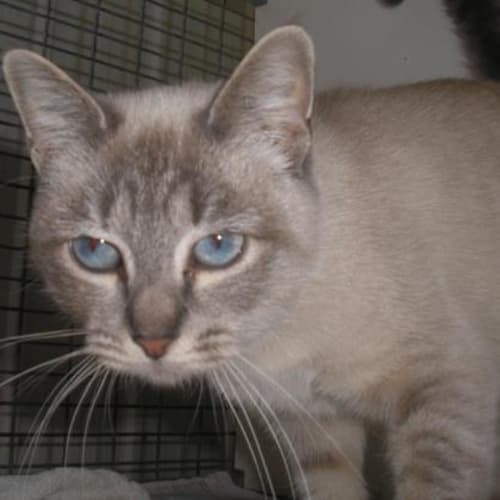 No photo for Krystal