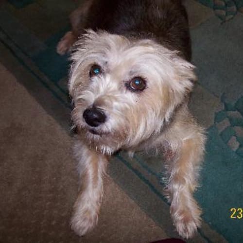 No photo for *Adoption Pending* Alfred