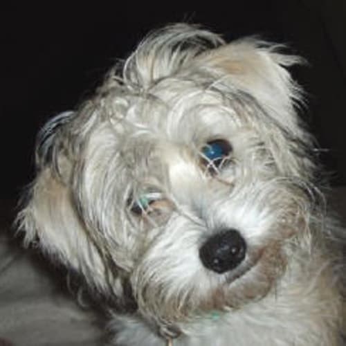 No photo for Blondie