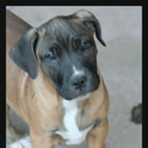 No photo for Chaucer